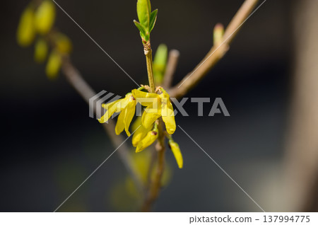 The vibrant yellow flowers of the forsythia herald the arrival of spring. The vibrant yellow flowers of the forsythia herald the arrival of spring. 137994775