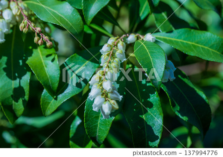 日本杜鵑(Pieris japonica)開著白色小鐘形花。 日本杜鵑(Pieris japonica)開著白色小鐘形花。 137994776