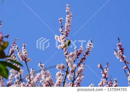 A Japanese white-eye came to sip nectar from the fully bloomed apricot blossoms. A Japanese white-eye came to sip nectar from the fully bloomed apricot blossoms. 137994785
