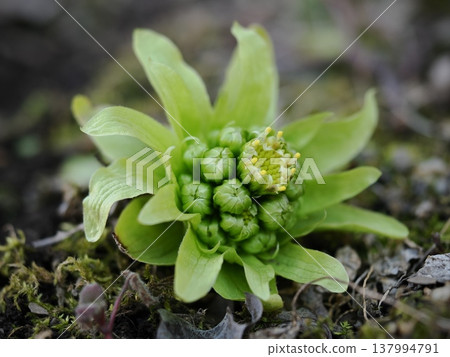 Butterbur sprouts that have emerged from the field Butterbur sprouts that have emerged from the field 137994791