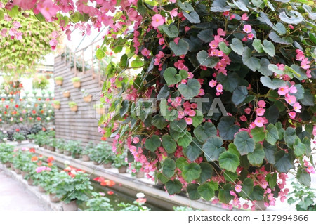 A garden scene with pink begonias in full bloom (background blurred). A garden scene with pink begonias in full bloom (background blurred). 137994866