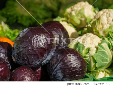 Red cabbage (Brassica oleracea var. capitata f. rubra) and cauliflower (Brassica oleracea var. botrytis) on market stall, fresh seasonal produce Red cabbage (Brassica oleracea var. capitata f. rubra) and cauliflower (Brassica oleracea var. botrytis) on market stall, fresh seasonal produce 137994929