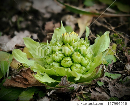 春天出現的款冬嫩芽 春天出現的款冬嫩芽 137994936