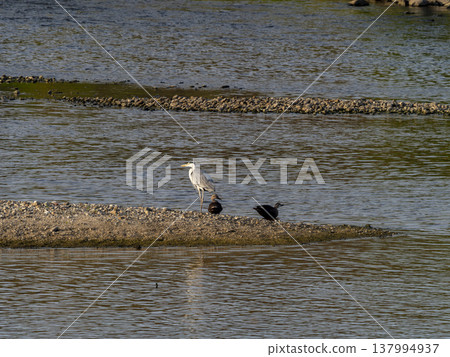 A grey heron standing on a sandbar in the river A grey heron standing on a sandbar in the river 137994937