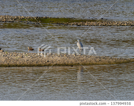 A grey heron standing on a sandbar in the river A grey heron standing on a sandbar in the river 137994938