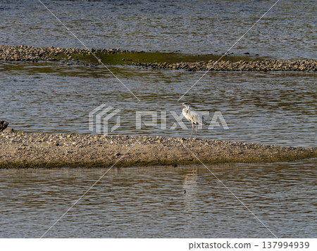 A grey heron standing on a sandbar in the river A grey heron standing on a sandbar in the river 137994939