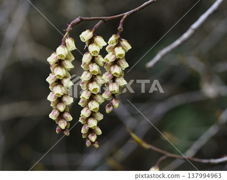 日本木瓜的紅色花朵 137994963