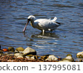 A black-faced spoonbill searching for food. 137995081