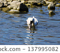Two black-faced spoonbills searching for food. 137995082