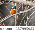 A kingfisher perched on a dead cedar tree. 137995083