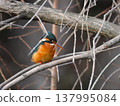 Kingfisher 2 perched on a dead cedar tree 137995084