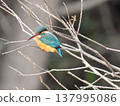 A kingfisher perched on a dead cedar branch. 137995086