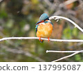 A kingfisher perched on a withered twig. 137995087