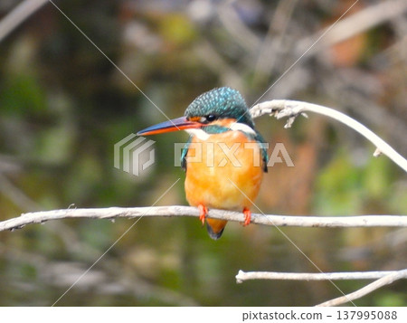 兩隻翠鳥棲息在一根枯枝上。 兩隻翠鳥棲息在一根枯枝上。 137995088