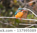 Three kingfishers perched on a withered twig. 137995089