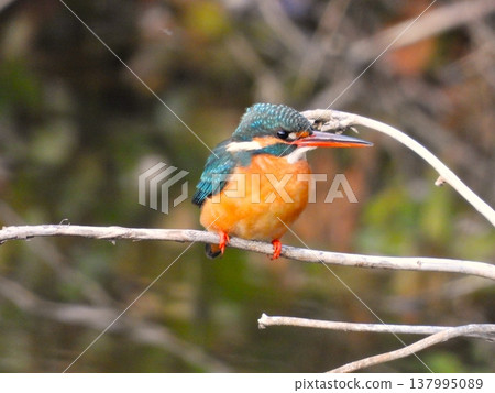 三隻翠鳥棲息在一根枯枝上。 三隻翠鳥棲息在一根枯枝上。 137995089