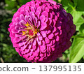 Red spherical flower of Zinnia elegans 137995135