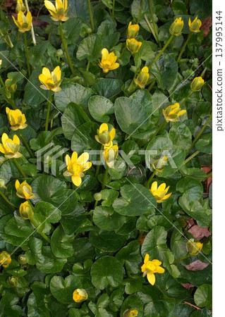 Yellow flowers of Lesser Celandine - March 2026 Yellow flowers of Lesser Celandine - March 2026 137995144