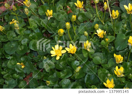 Yellow flowers of Lesser Celandine - March 2026 137995145