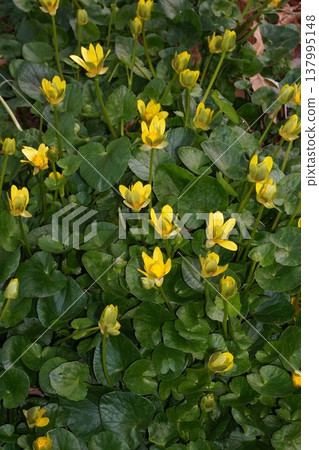 Yellow flowers of Lesser Celandine - March 2026 137995148