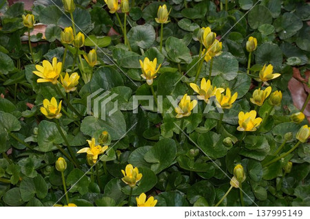 Yellow flowers of Lesser Celandine - March 2026 137995149
