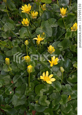 Yellow flowers of Lesser Celandine - March 2026 Yellow flowers of Lesser Celandine - March 2026 137995150