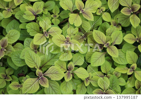 Natural plant background texture with spreading green leaves Natural plant background texture with spreading green leaves 137995187