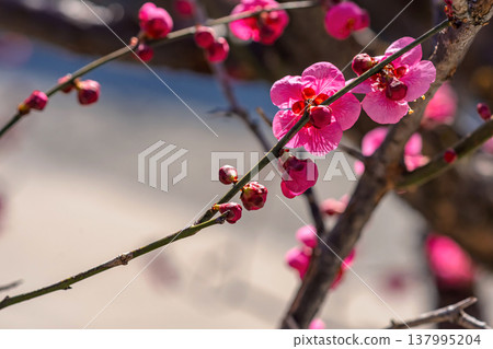 260321 Hida Tenmangu Shrine m058 137995204