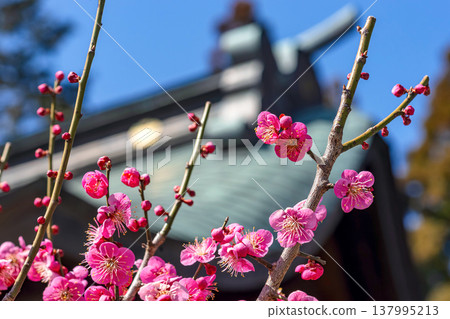 260321 飛驒天滿宮 m072 137995213