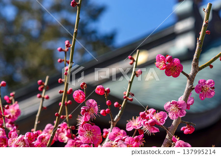 260321 飛驒天滿宮 m073 137995214