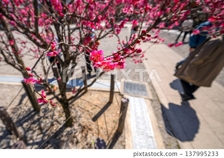 260321 飛驒天滿宮 s032 137995233