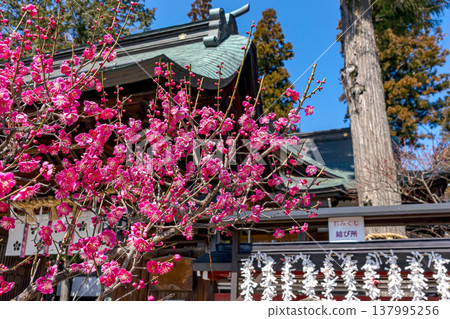 260321 Hida Tenmangu Shrine z006 137995256