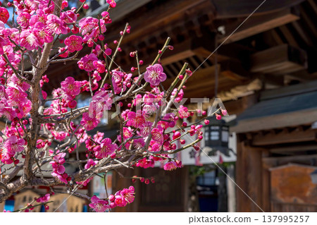 260321 Hida Tenmangu Shrine z007 137995257