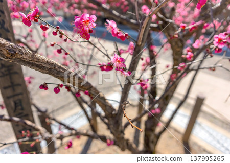 260321 飛鎢天滿宮 z093 260321 飛鎢天滿宮 z093 137995265