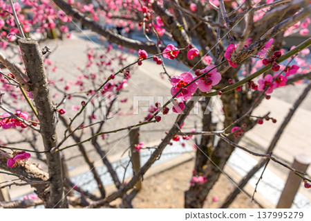 260321 Hida Tenmangu Shrine z118 137995279