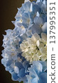Hydrangea blooming in the rainy season 137995351