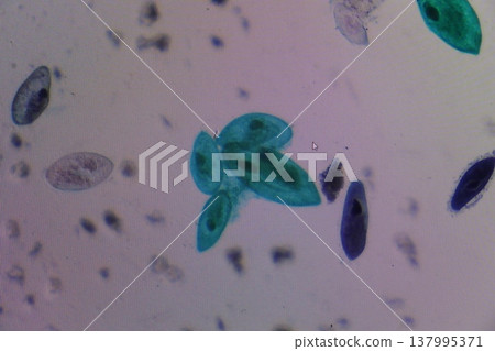 Paramecium Protozoa Microscopic View Paramecium Protozoa Microscopic View 137995371