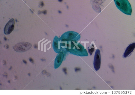 Paramecium Under Microscope Detailed Scientific View Paramecium Under Microscope Detailed Scientific View 137995372