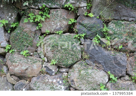 Natural texture background featuring plants and moss growing on a stone wall. Natural texture background featuring plants and moss growing on a stone wall. 137995384