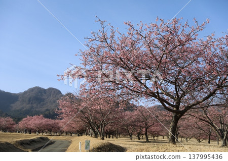 櫻花盛開,映襯著藍天(景色) 櫻花盛開,映襯著藍天(景色) 137995436