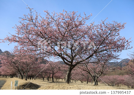 櫻花盛開，映襯著藍天（景色） 137995437