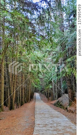 Forest walking paths and pine forest scenery that are easy for seniors to enjoy. Forest walking paths and pine forest scenery that are easy for seniors to enjoy. 137995459