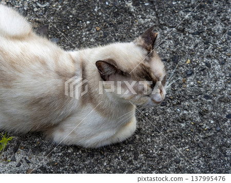 A resting stray cat A resting stray cat 137995476