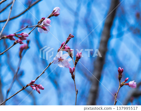 Edohigan cherry blossoms have begun to bloom. Edohigan cherry blossoms have begun to bloom. 137995517