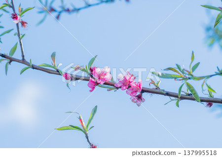 Pink peach blossoms stand out against the blue sky. Pink peach blossoms stand out against the blue sky. 137995518