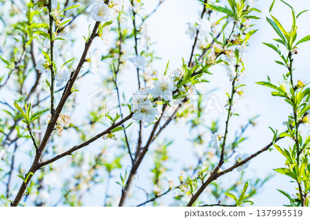 The pure white flowers of the flowering peach tree The pure white flowers of the flowering peach tree 137995519