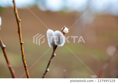 Flower of Feline Williams Flower of Feline Williams 137995529