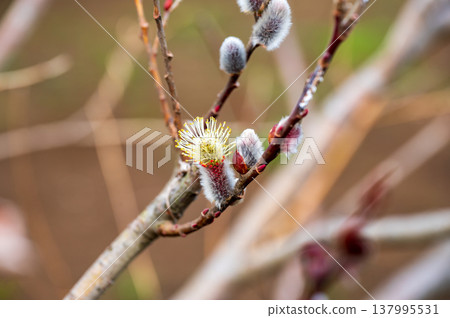 Flower of Feline Williams Flower of Feline Williams 137995531