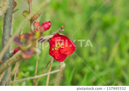 Red flower of the quince I found in the field Red flower of the quince I found in the field 137995532