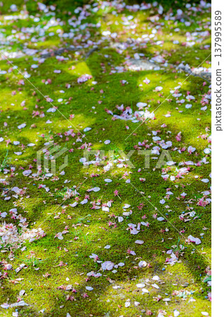Cherry petals Cherry petals 137995589